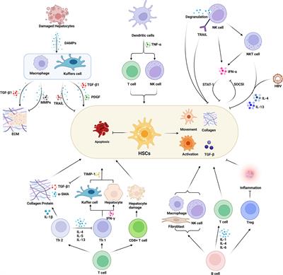 Ongoing involvers and promising therapeutic targets of hepatic fibrosis: The hepatic immune microenvironment